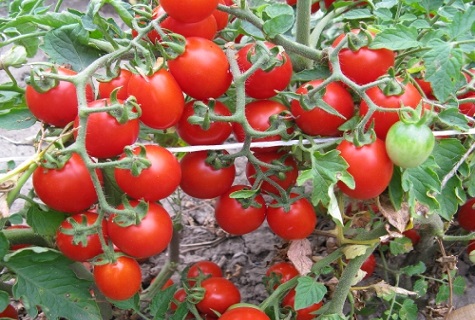 nid d'abeille de tomate 