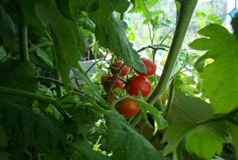 pouce de tomate 