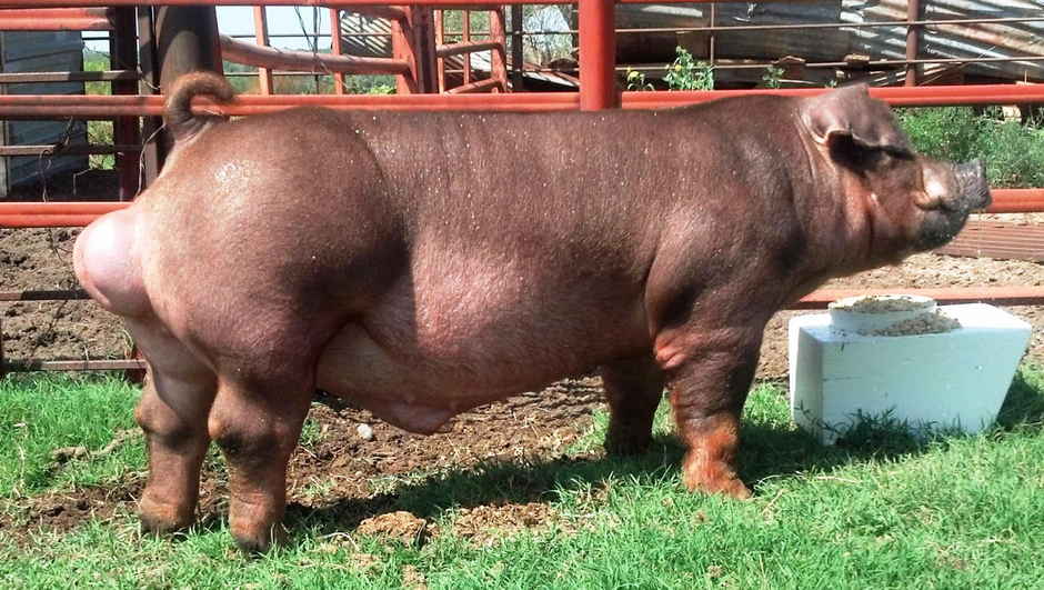 Duroc pasma