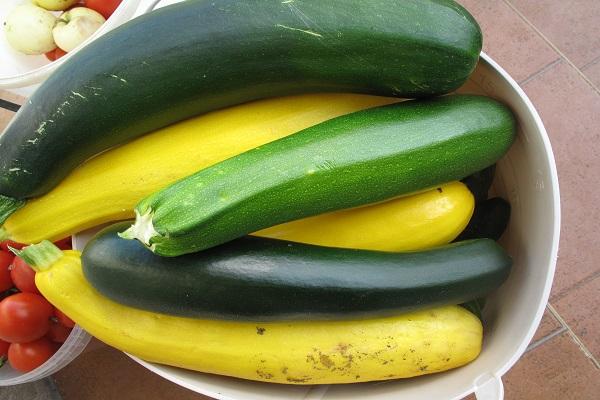 ein Bund Zucchini 