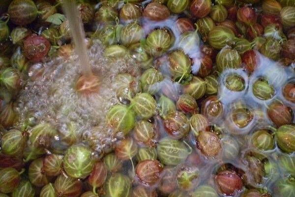 Beeren zu Brei verarbeiten