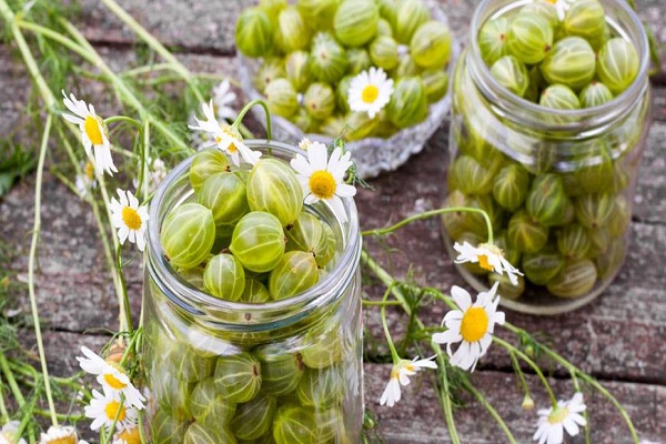 Stachelbeeren für Marmelade