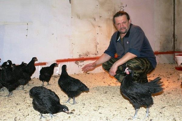 farmer in the chicken coop 