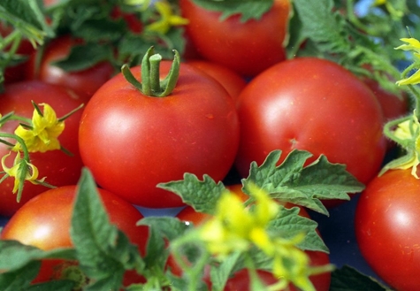 Jane tomato bushes