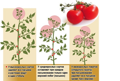 pravidla pro pěstování rajčat