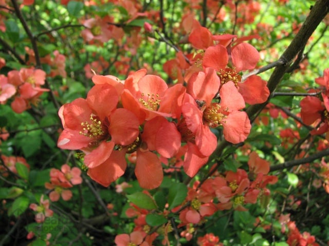 Japanese quince