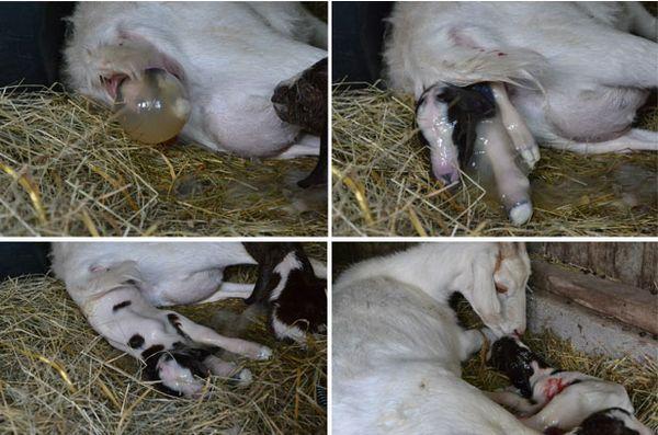 kambing tidak melepasi plasenta