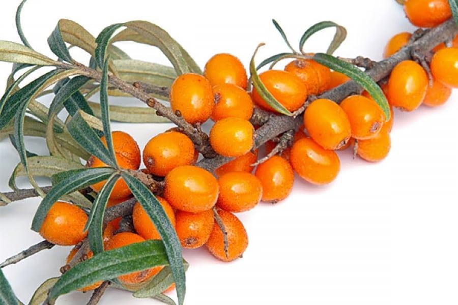 ripe sea buckthorn