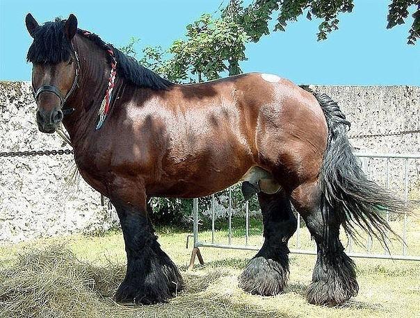 Vladimir draft horse breed