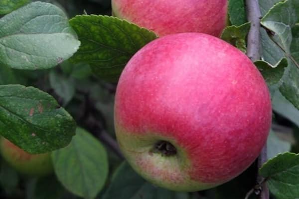 Frucht der Sorte Young Naturalist