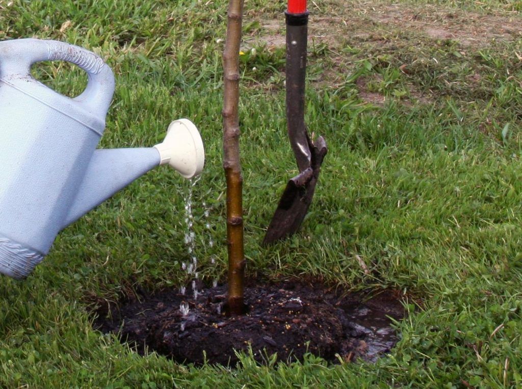 watering pears