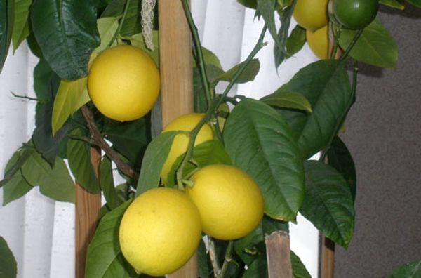 meyer lemon