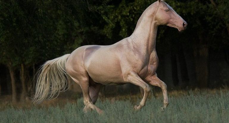 barva koně isabella