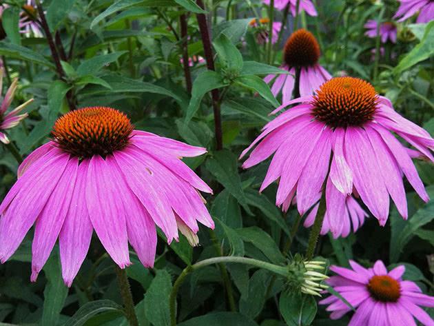 fleurs d'échinacée 