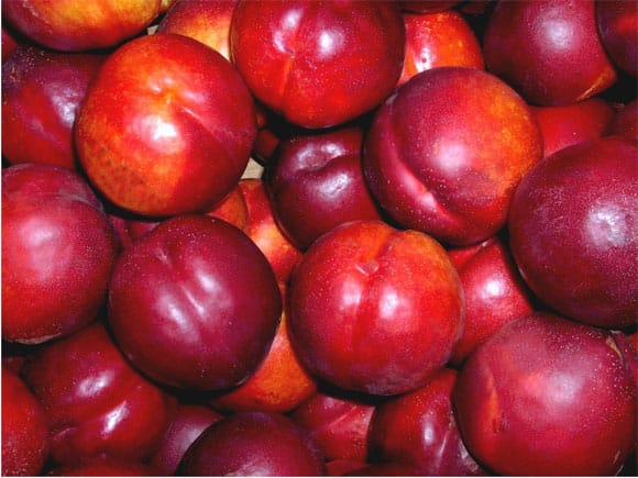 nectarine mûre