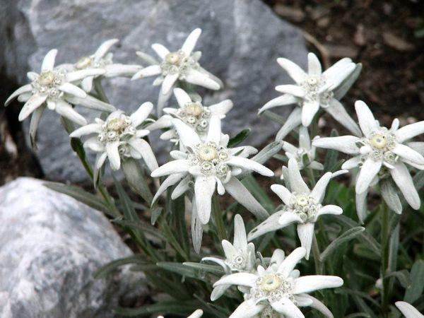 alppi edelweiss