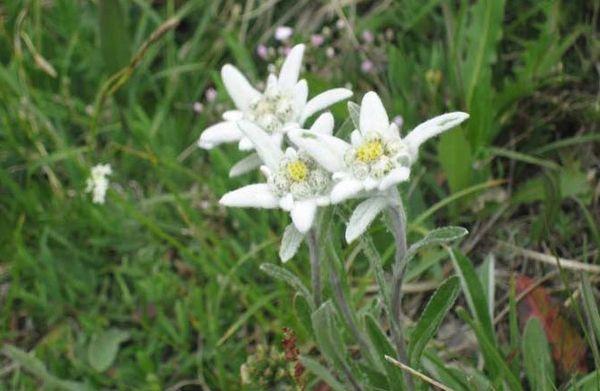 edelweiss förökning