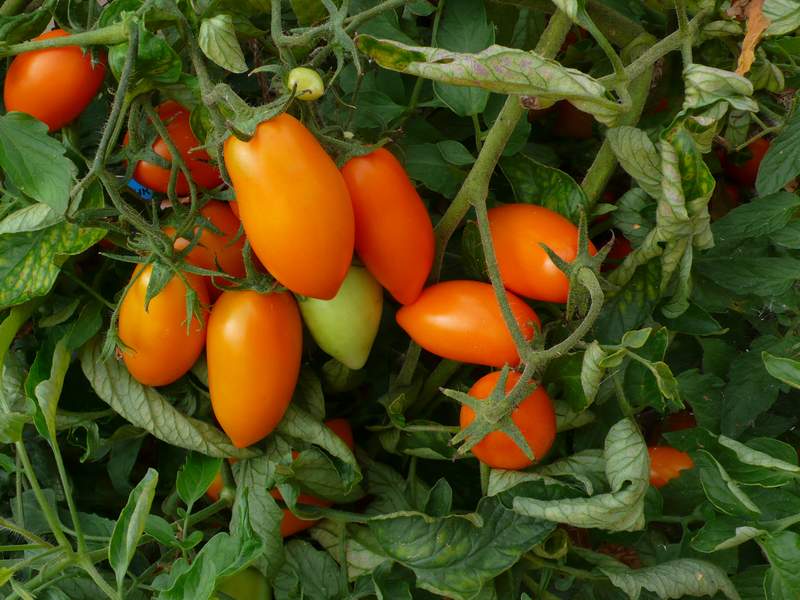 tomate chanterelle