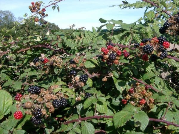 Brombeer-Dreifachkrone