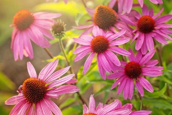 echinacea virág