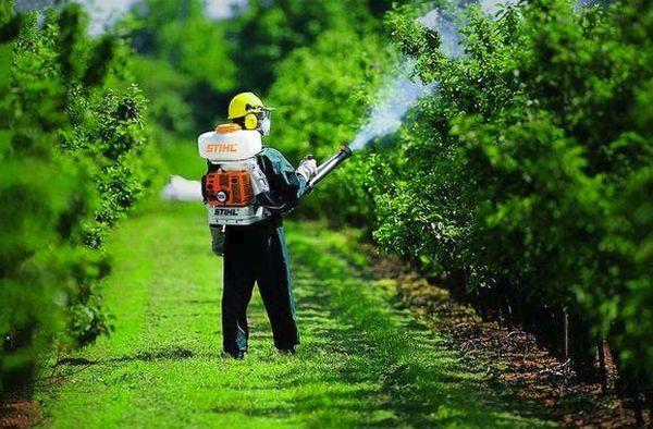 spraying plants