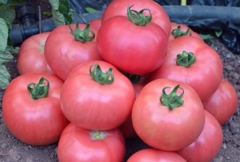 Tomatenernte Supergiant Pink F1