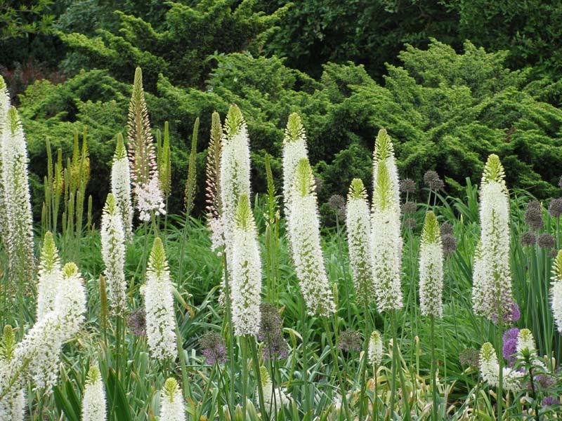 weißer Eremurus 