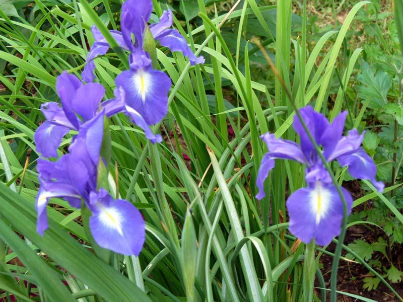 irises Xifium