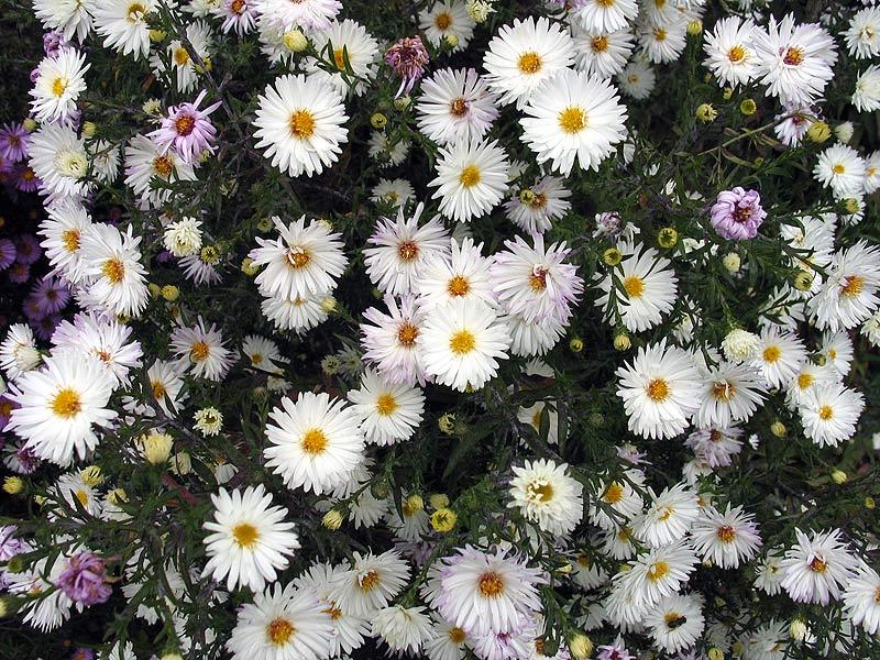 aster novobelgica