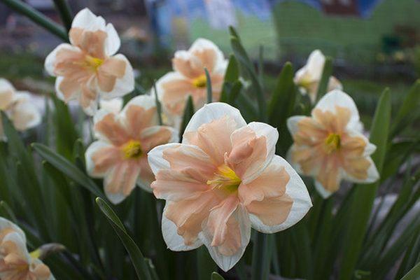 bloemen in de tuin