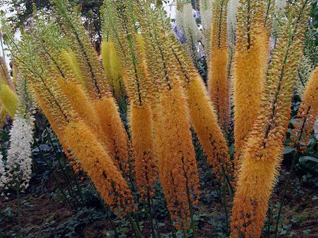 Blumen im Garten 