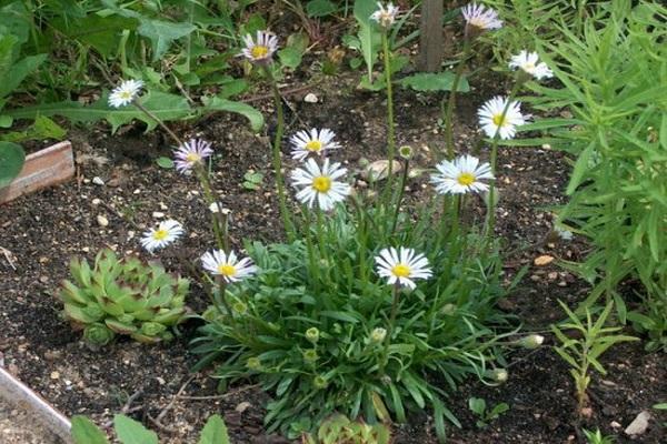 Gänseblümchen blühen 