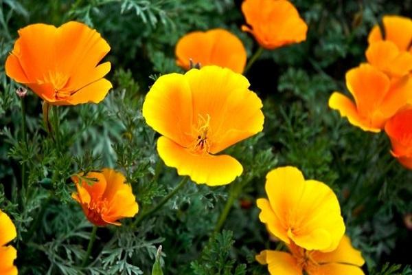 Eschscholzia flerårig 