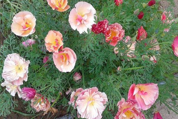 fleurs dans le jardin 