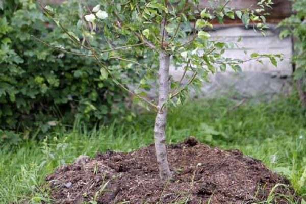 cherry planting