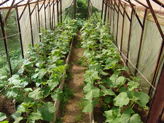 cucumber in a greenhouse