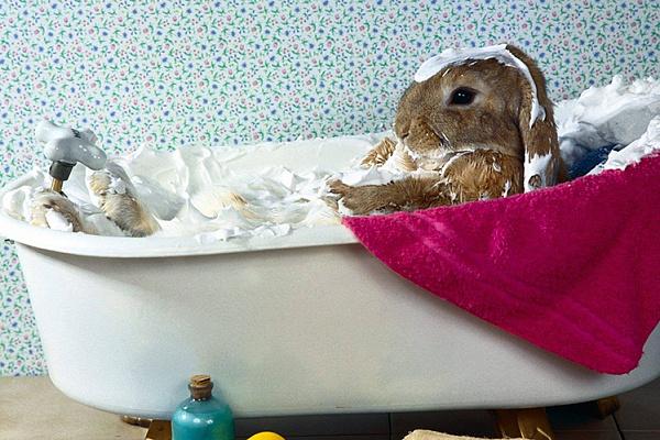 lapin dans le bain