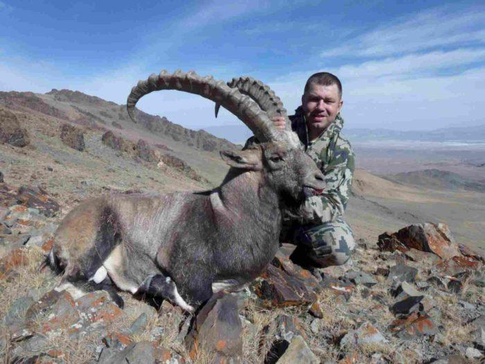 alpine ibex