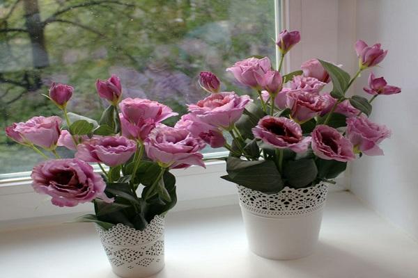  indoor eustoma