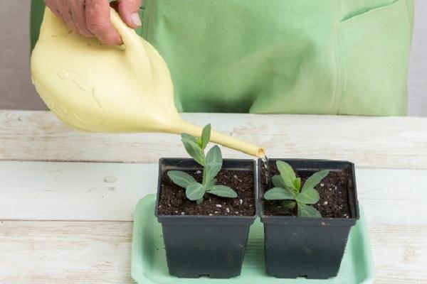 watering in winter