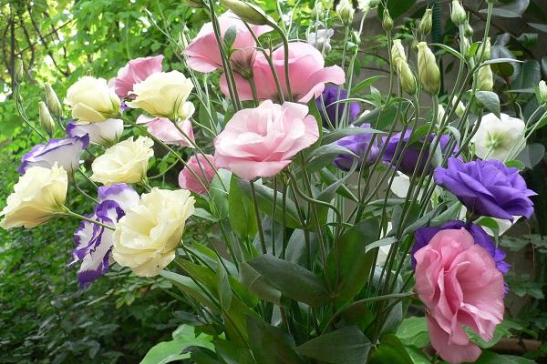 flerårig eustoma