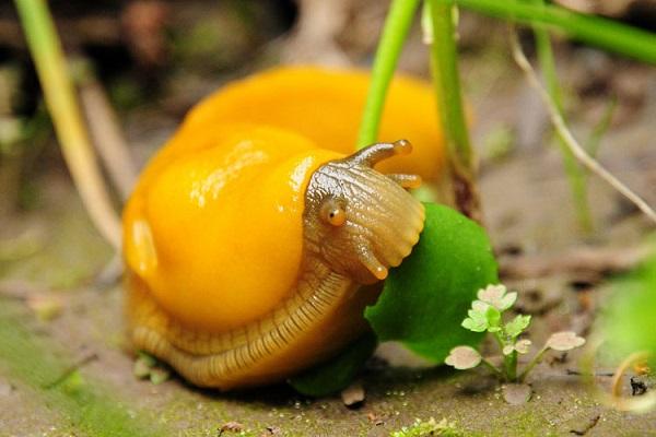 snail on the hunt 