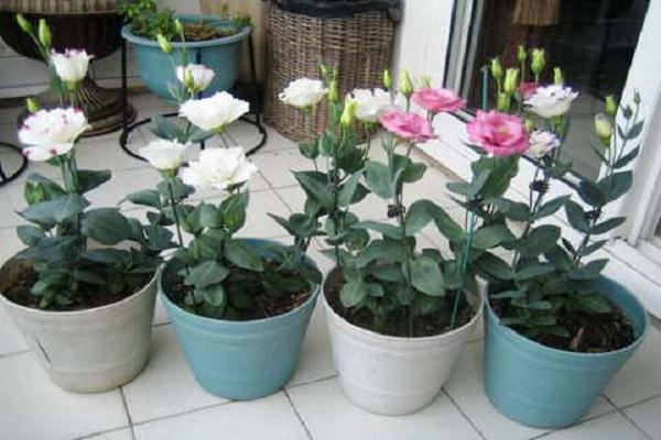 germination in pots 