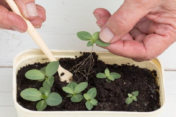 pick seedlings