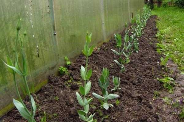 seedlings planted 