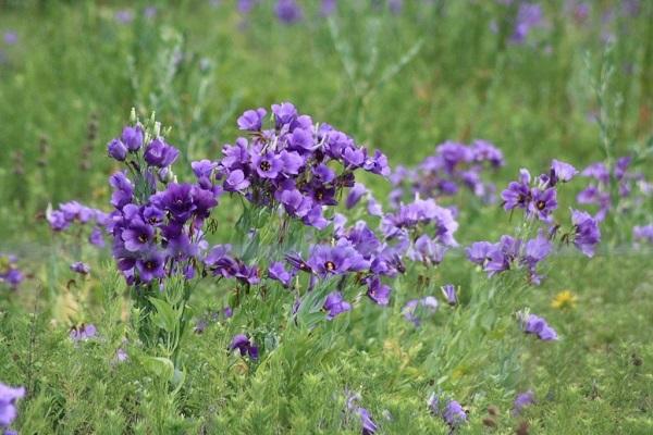 plant in the field 