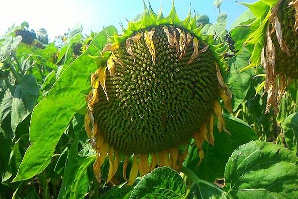 blooming sunflower 