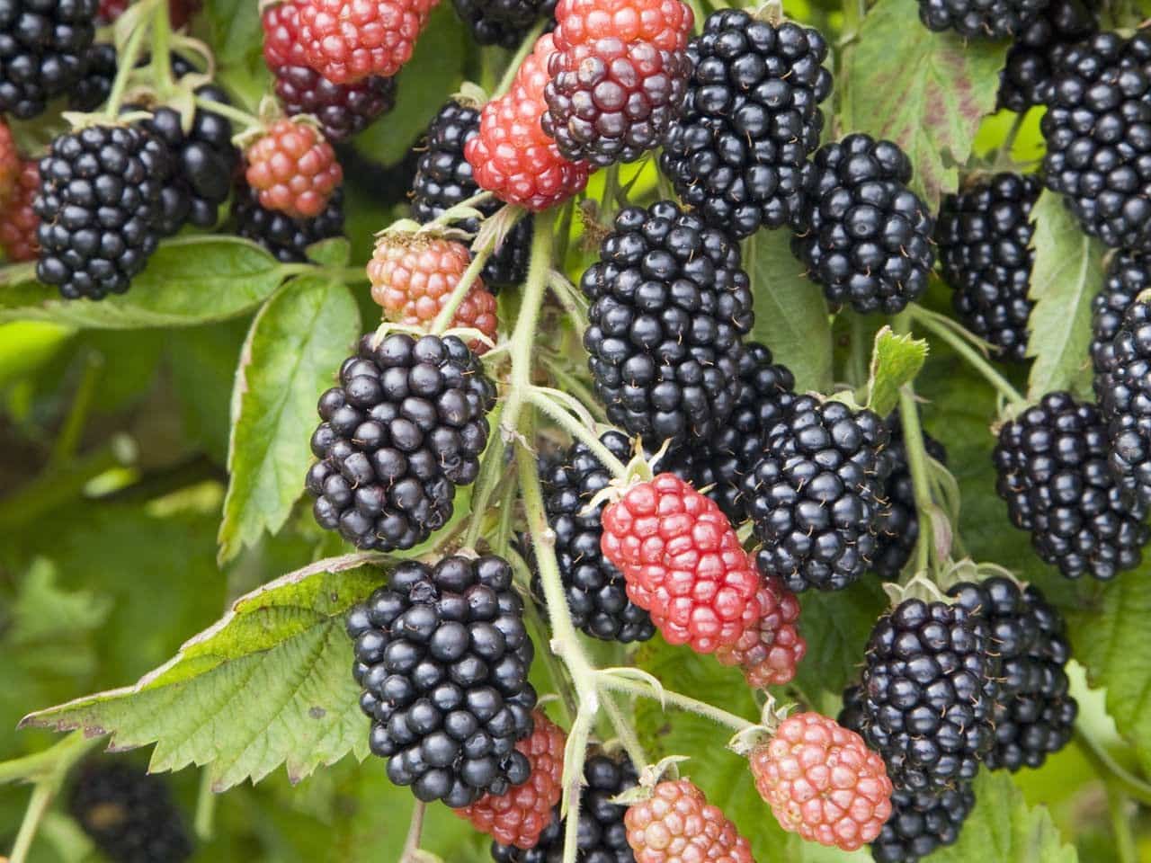 Odrůda Cherokee blackberry