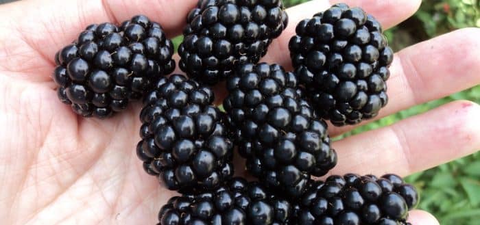 fresh blackberries