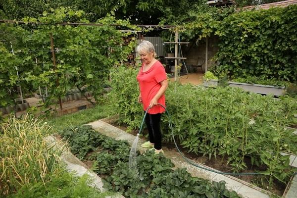 den Garten bewässern 